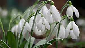 Closeup shot of fresh early snowdrops or common snowdrops Galanthus nivalis flowers blooming in the spring