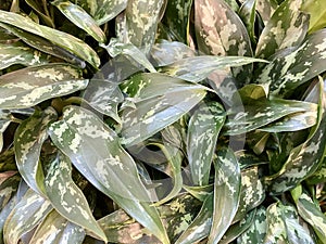 Closeup shot of fresh green Dumb Cane textured leaves