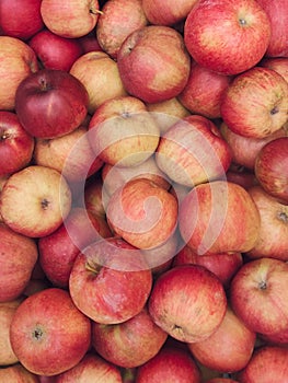 Closeup shot of fresh red and yellow apples, Food farm industry. Harvesting apple fruit in green orchard. Pile of freshly