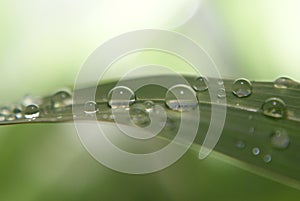 Closeup shot of fresh reflective droplets of water on a leaf surface photo