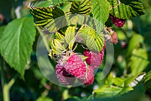 Closeup shot of fresh wild raspberries on a branch
