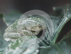 Closeup shot of a fringe leaf frog in its habitat