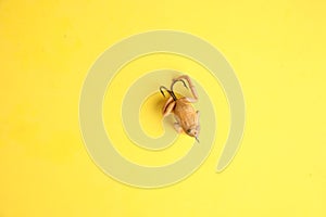 Closeup shot of frog-like fishing lure isolated on a yellow background