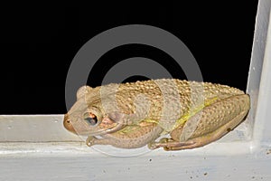 Closeup shot of a frog perched on a gate in St Maarten on a black background