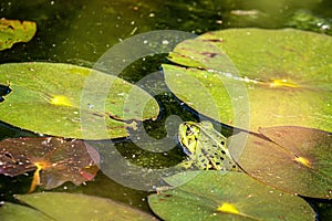 Closeup shot of a frog in the pond during the spawning season