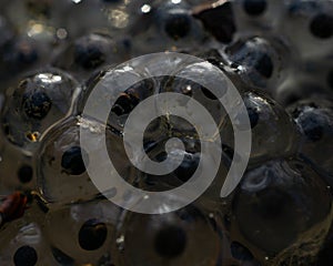 Closeup shot of frog spawn in a pond