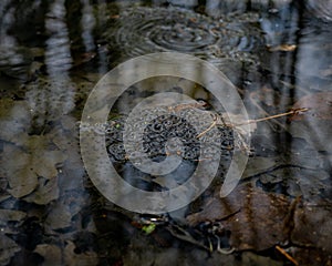 Closeup shot of frog spawn in a pond