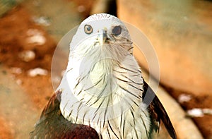 Closeup shot and Front view of Bald Eagle