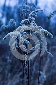 Closeup shot of frost-covered grass and shrubbery.