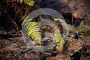 Closeup shot of frosted plants on the forest undergrowth