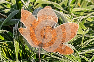 Closeup shot of a frozen brown maple leaf on green grass in winter covered by beautiful ice crystals