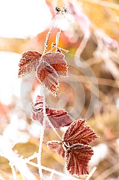 Closeup shot of a frozen red leaves in winter covered by beautiful ice crystals