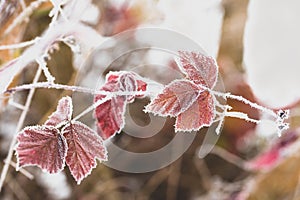 Closeup shot of a frozen red leaves in winter covered by beautiful ice crystals