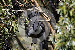 Closeup shot of a fruit bat hanging on a tree in the forest