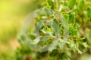 Closeup shot of a fruitless and light green mistletoe plant in winter.