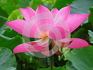 Closeup shot of fully open blossoming pink lotus petals