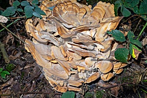 Closeup shot of fungus growth with green plants