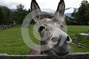 Closeup shot of a funny donkey.