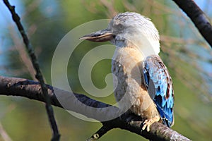 Closeup shot of a funny jacamar bird perching on a tree branch with a blurred background