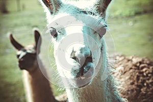 Closeup shot of a funny llama looking at the camera