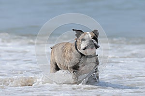 Closeup shot of a funny Olde English Bulldogge running on the beach of a wavy sea