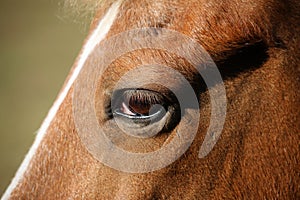 Closeup shot of a furry horse face with a large eye