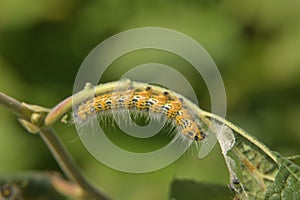 Closeup shot of a fuzzy caterpillar crawling on a plant