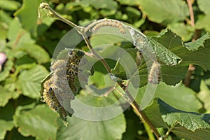 Closeup shot of fuzzy caterpillars crawling around on a plant