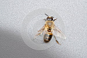 Closeup shot of a fuzzy honeybee on a gray surface