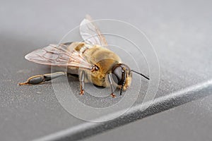 Closeup shot of a fuzzy honeybee on a gray surface