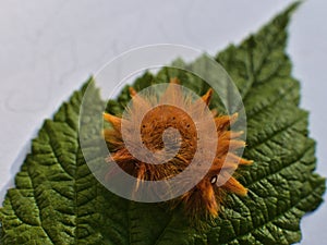 Closeup shot of a fuzzy orange caterpillar on a green leaf