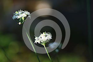 Closeup shot of Garlic chives taxon against a green blurred background photo
