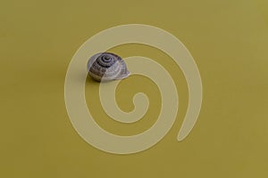 Closeup shot of a Gastropod on a yellow surface