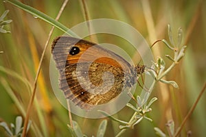 Closeup shot of a gatekeeper butterfly perched on a plant