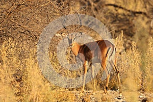 Closeup shot of a gazelle surrounded by desert bushes and thorny plants