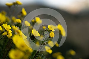 Closeup shot of Geum rossii yellow flowers with blurred background