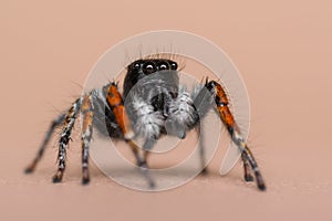 Closeup shot of a giant black and orange toe tarantula on a pink background