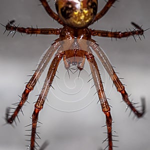 Closeup shot of the giant European cave spider Meta menardi (Tetragnathidae)