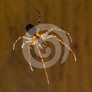 Closeup shot of the giant European cave spider Meta menardi (Tetragnathidae)