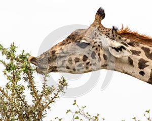 Closeup shot of the giraffe eating leaves