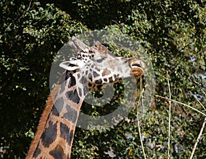 Closeup shot of a giraffe reaching for food on trees