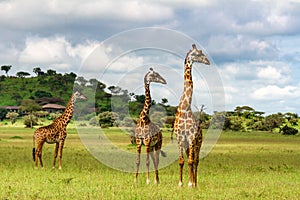 Closeup shot of giraffes in the Serengeti National Park in Tanzania