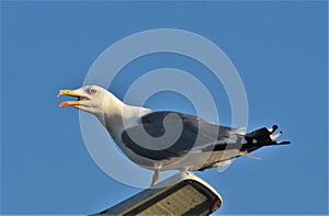 Closeup shot of Glaucous Gull on the background of blue sky