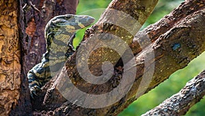Closeup shot of a goanna lizard resting in a tree, zoom in