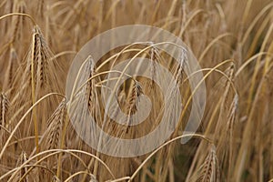 Closeup shot of golden ear of rye in the field