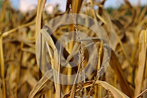 Closeup shot of the golden ear of wheat