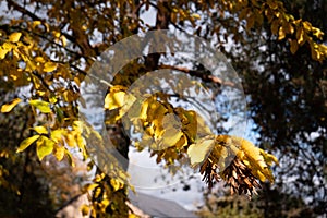 Golden leaves - feuilles dorees photo