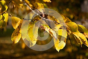 Golden leaves - feuilles dorees photo