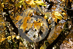 Tree with golden leaves - closeup photo
