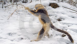 Closeup shot of a golden snub-nosed monkey & x28;Rhinopithecus roxellana& x29; in winter